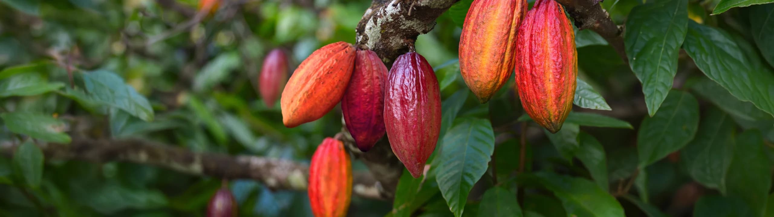 Markets Agriculture Cocoa Header