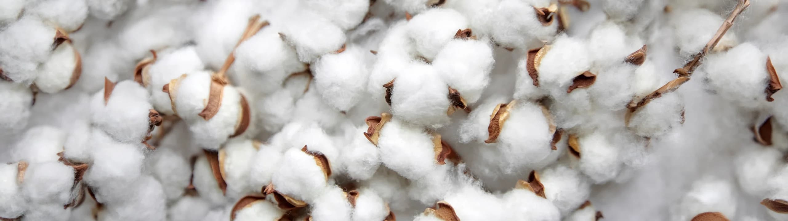 Markets Agriculture Cotton Header
