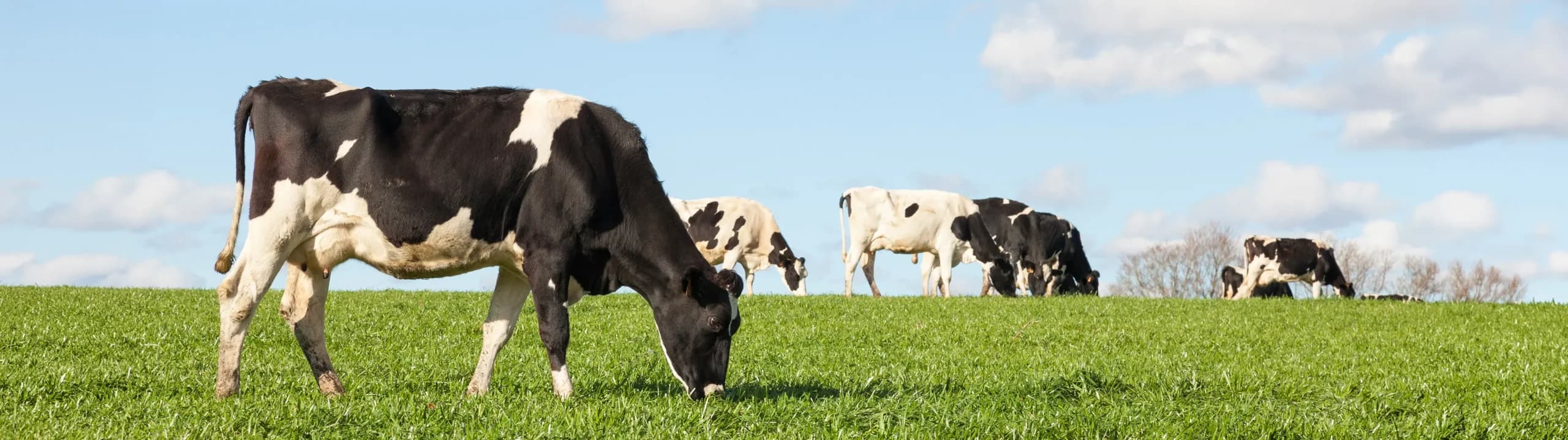 Markets Agriculture Dairy Header