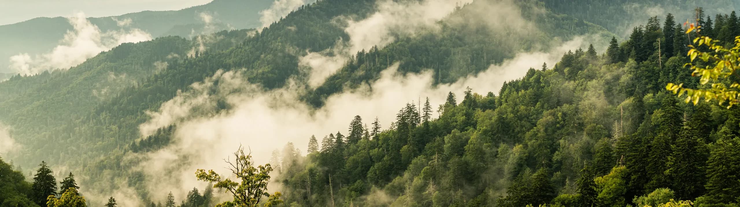 Markets Agriculture Forestry Header