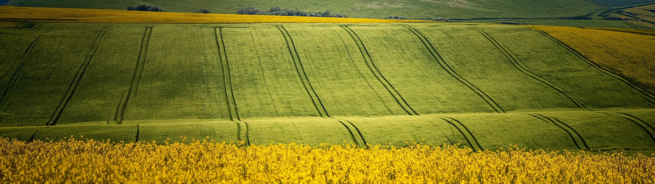 Markets Agriculture Grain & Oilseed Header