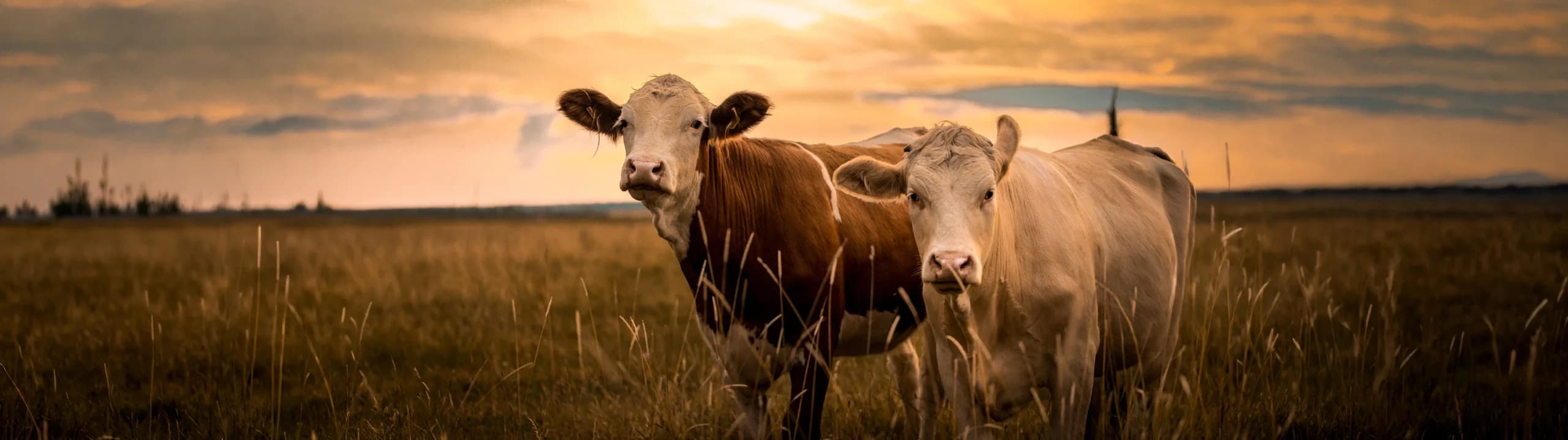 Markets Agriculture Livestock Header