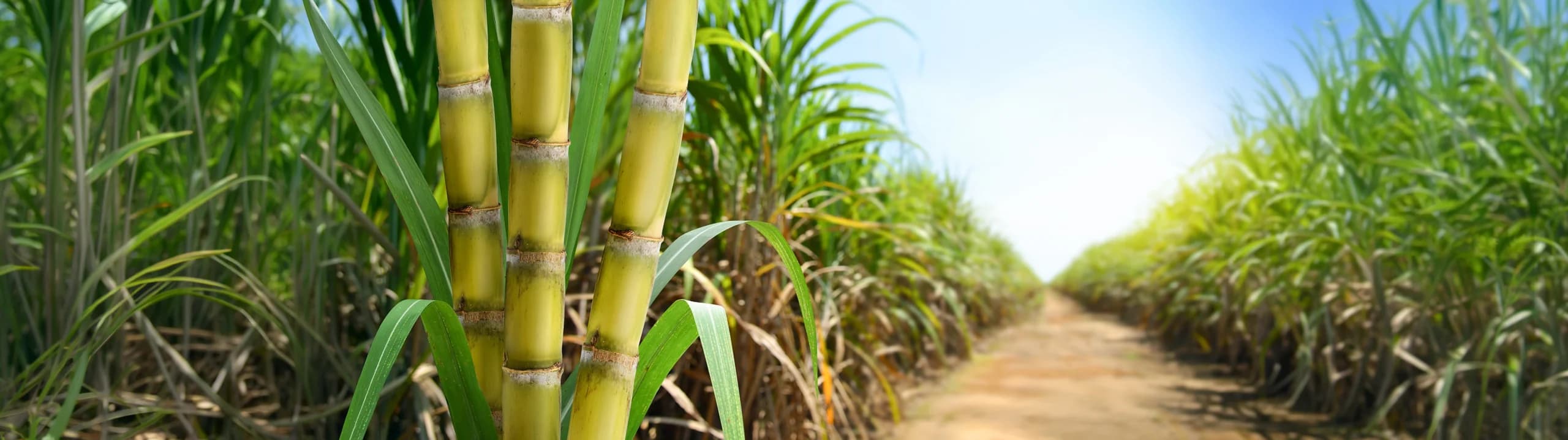 Markets Agriculture Sugar Header